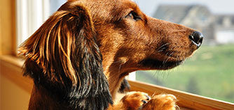 A charming animal world is already waiting for you!