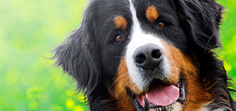 We are all used to the fact that taking care of pets is our everyday responsibility