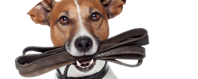 Only 7 days special offers Up to 30% on all dog leads